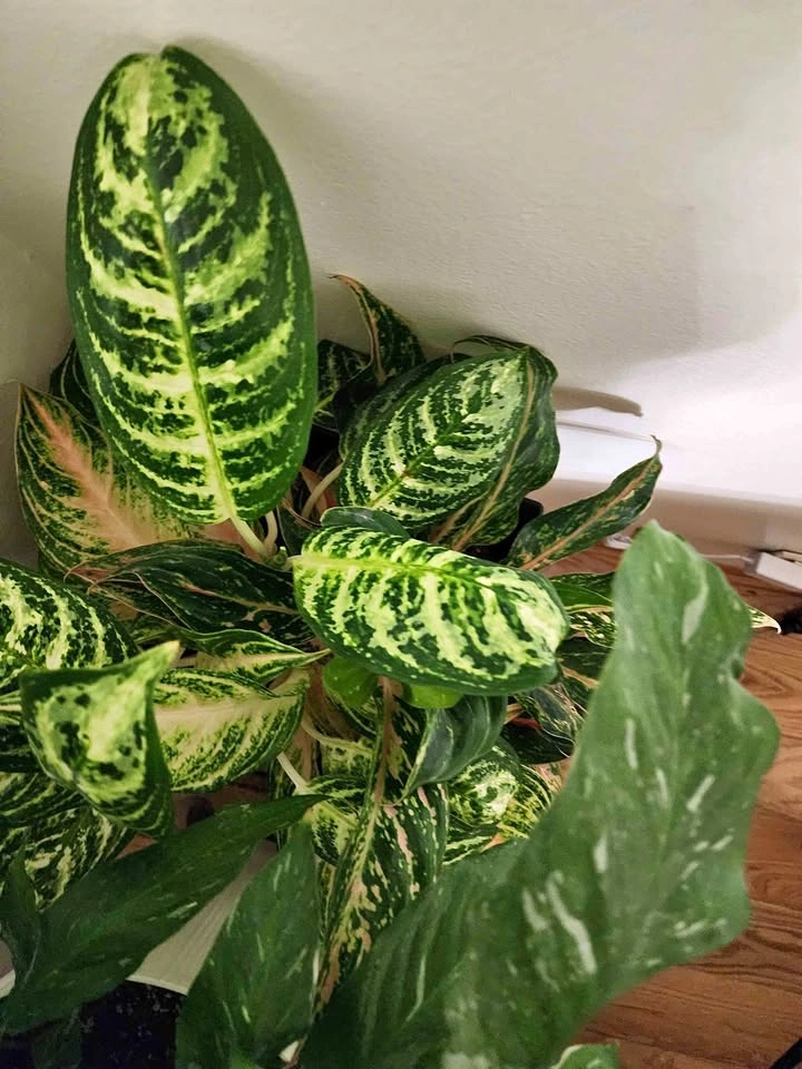 Aglaonema Mix green/pink
