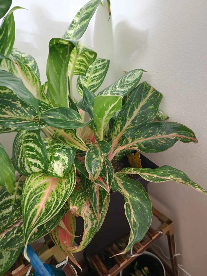 Aglaonema Mix green/pink - photo 2