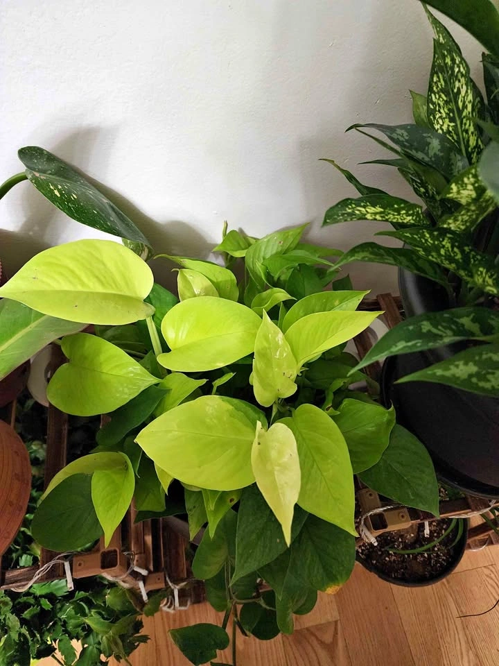 Neon Pothos with Golden Pothos