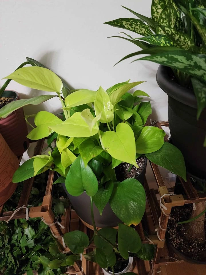 Neon Pothos with Golden Pothos - photo 2