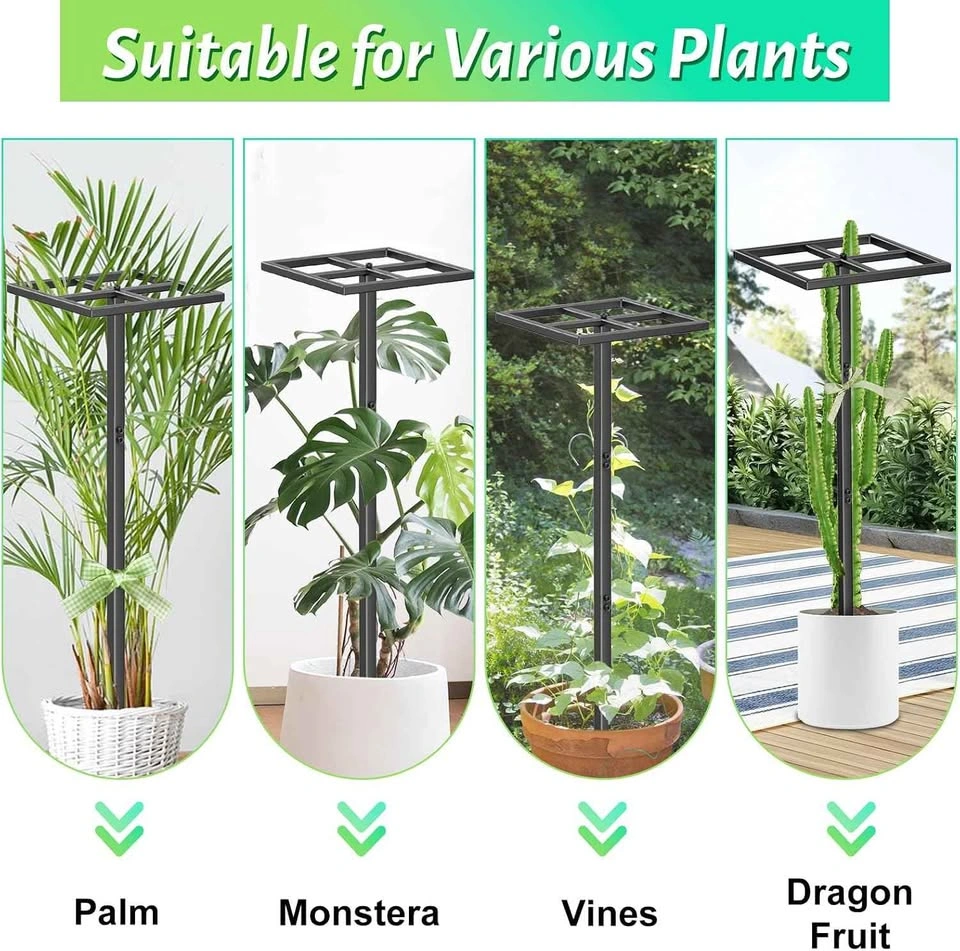 Adjustable Metal Dragon Fruit Trellis Plant Support - photo 3
