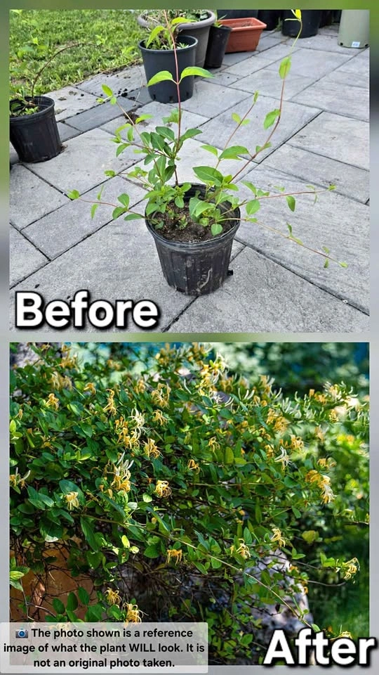 Honeysuckle Vine (3 available)