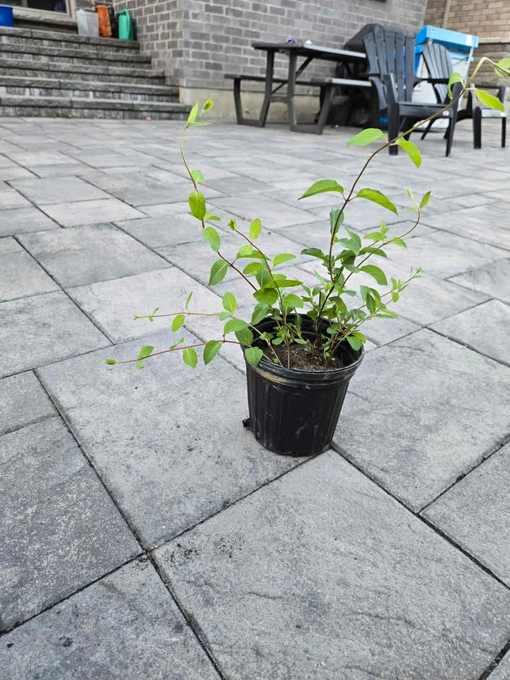 Honeysuckle Vine (3 available) - photo 2