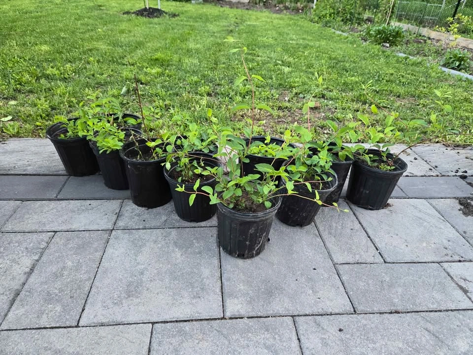 Honeysuckle Vine (3 available) - photo 3