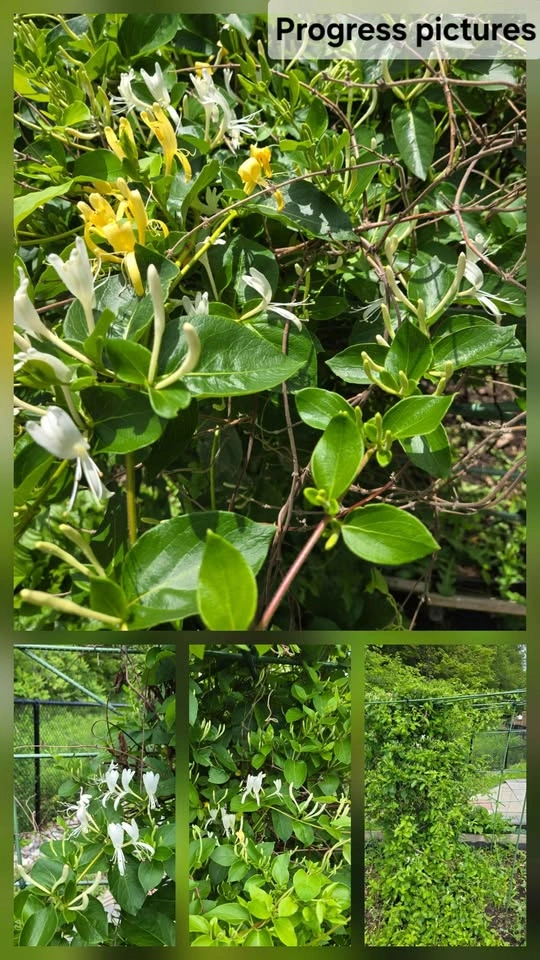 Honeysuckle Vine (3 available) - photo 4