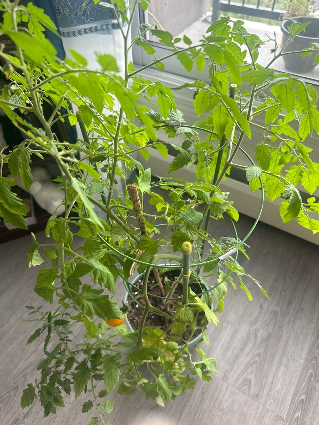 Orange cherry tomato