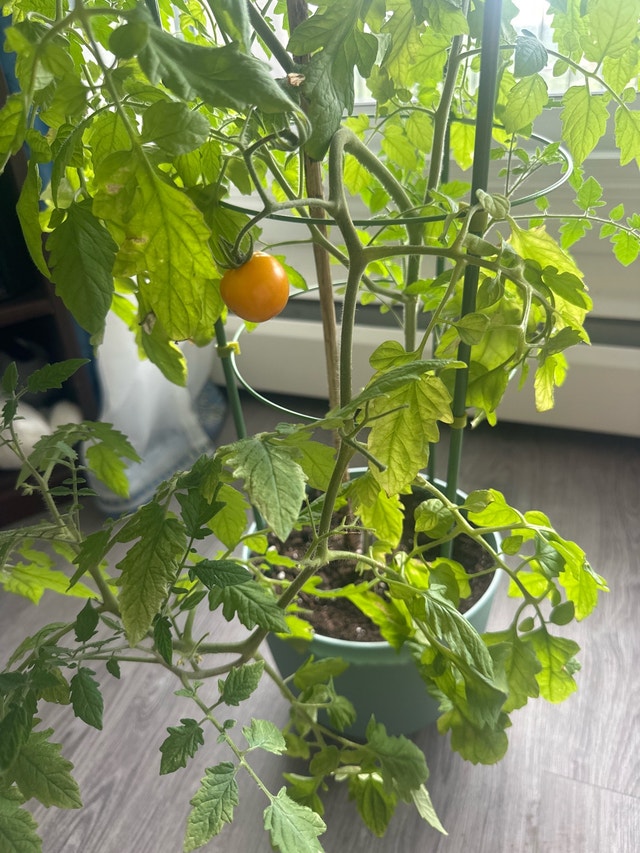 Orange cherry tomato - photo 2