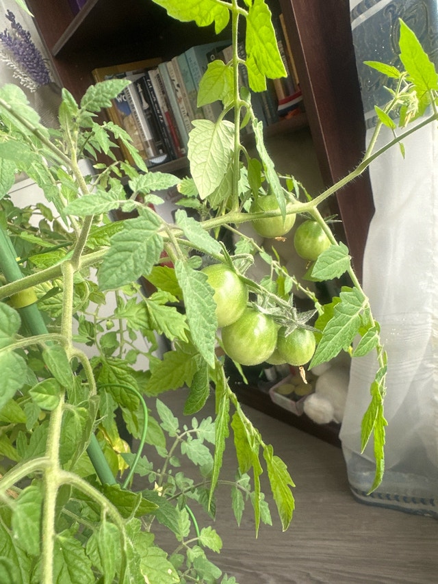 Orange cherry tomato - photo 3