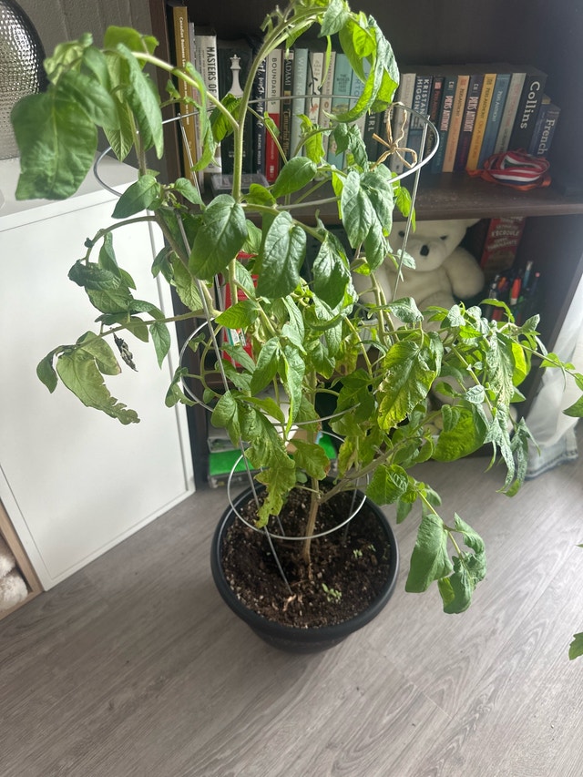 Tomato Plant with Cage