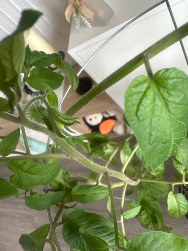 Tomato Plant with Cage - photo 2