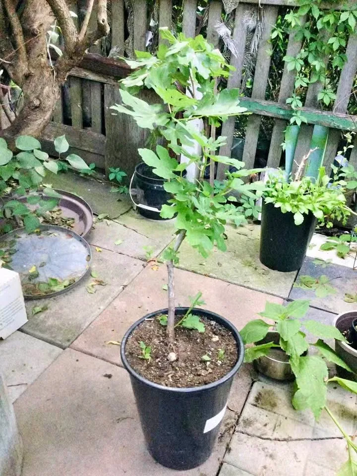 Large Black Mission Fig Tree thumbnail