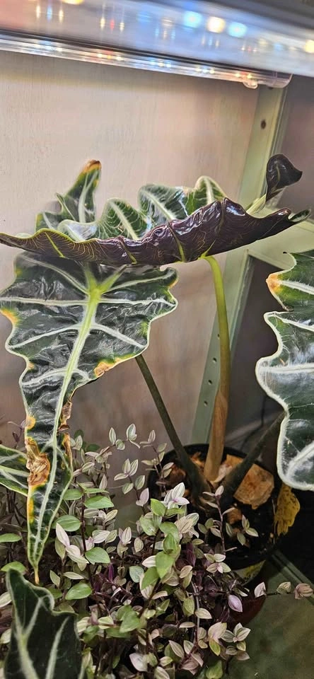 Alocasia Polly Tropical Plant, Mature Elephant Ear