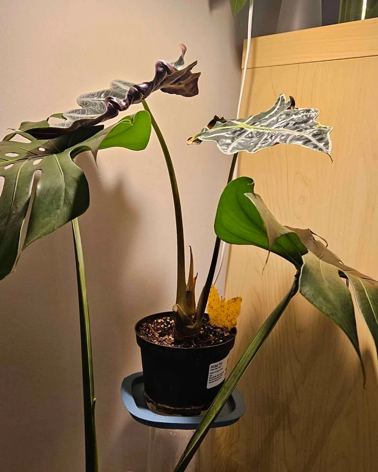 Alocasia Polly Tropical Plant, Mature Elephant Ear - photo 2
