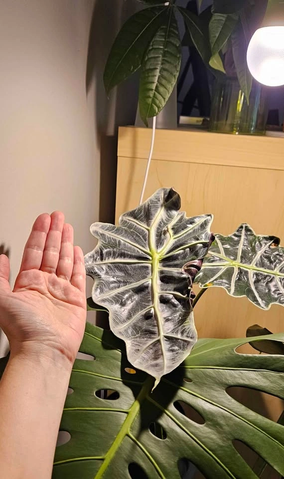 Alocasia Polly Tropical Plant, Mature Elephant Ear - photo 3