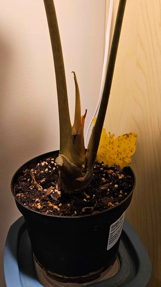 Alocasia Polly Tropical Plant, Mature Elephant Ear - photo 4