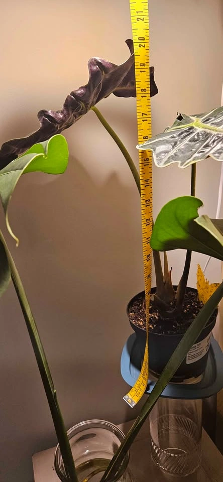 Alocasia Polly Tropical Plant, Mature Elephant Ear - photo 5