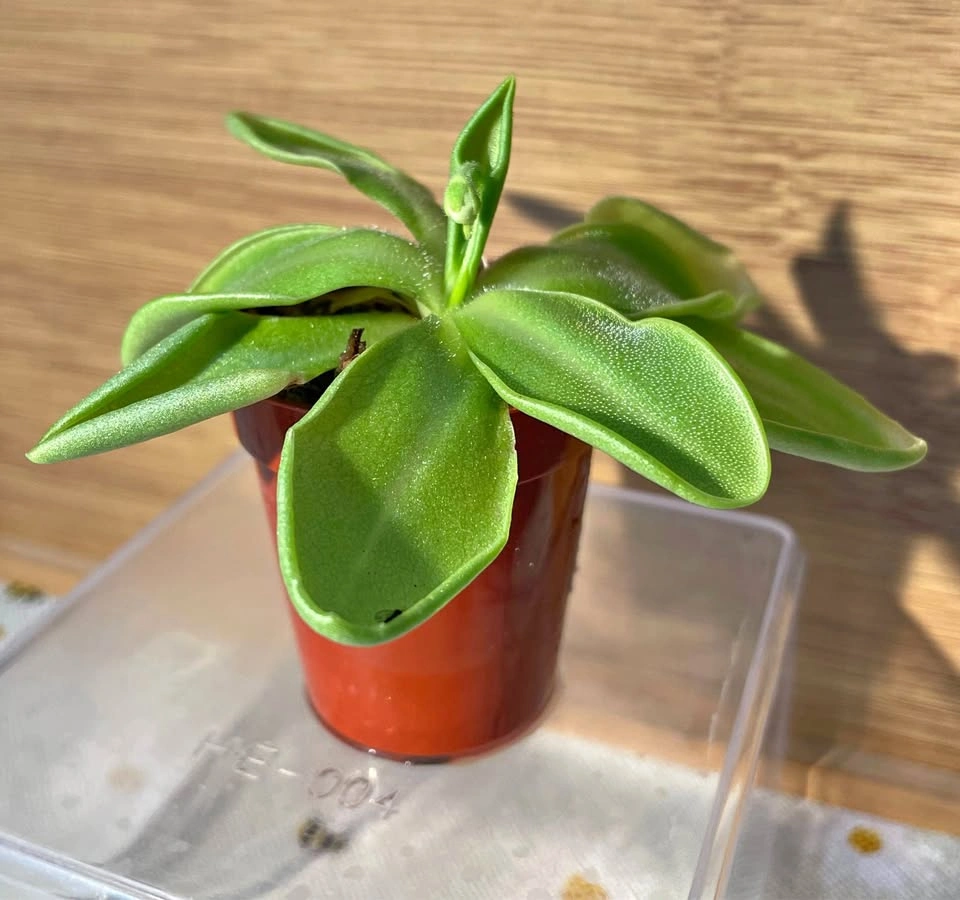 Pinguicula / Butterwort