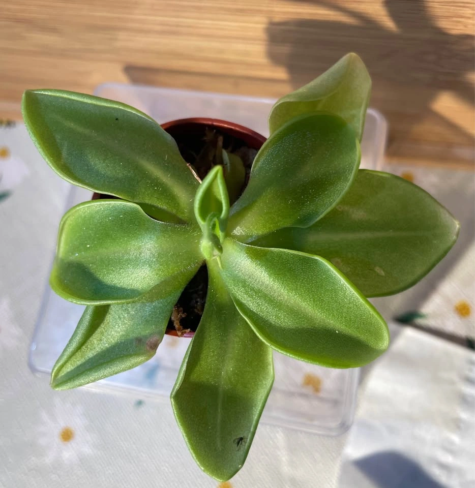 Pinguicula / Butterwort - photo 2