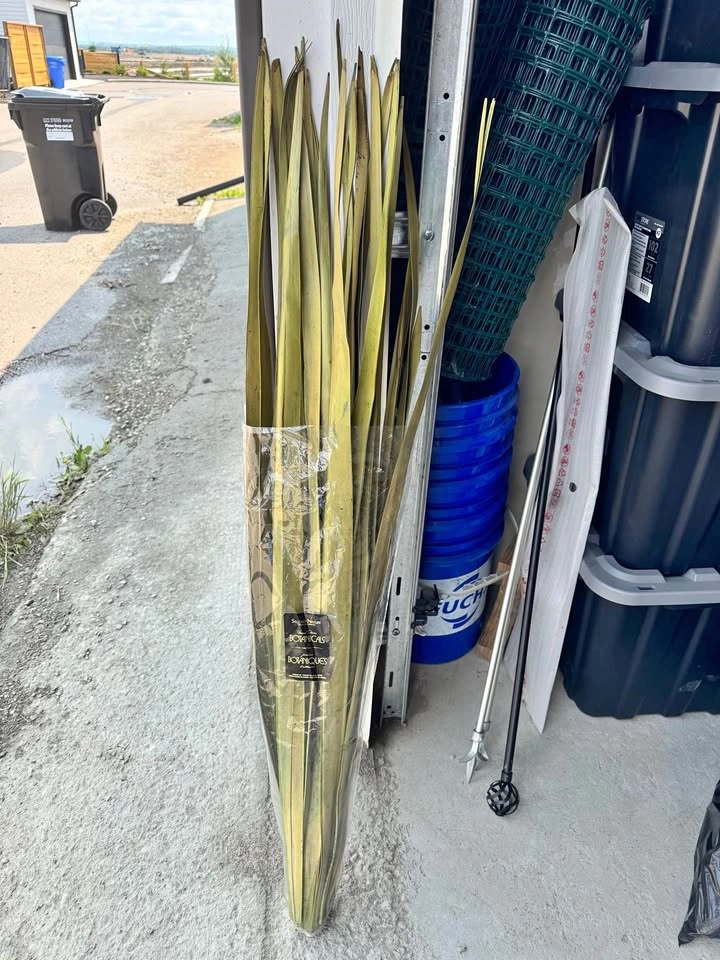 Decorative Dried Palm Leaves. 4 feet tall