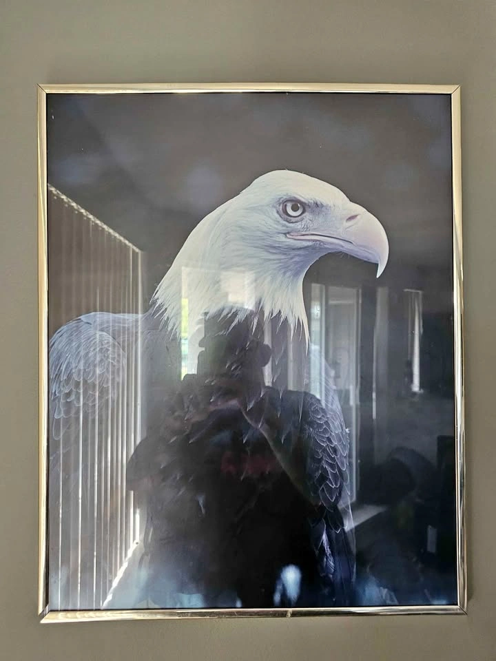 Framed Bald Eagle Print
