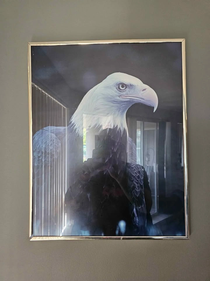 Framed Bald Eagle Print - photo 2