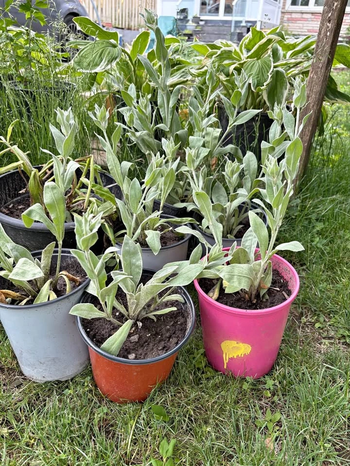 Rose campion plants for sale