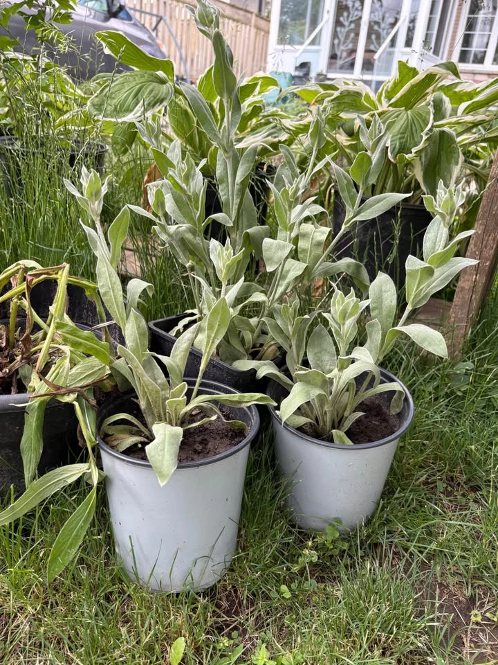 Rose campion plants for sale - photo 2