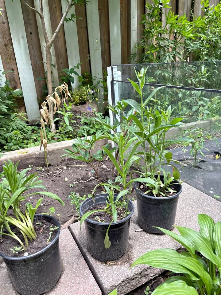 Shasta daisy plants for sale