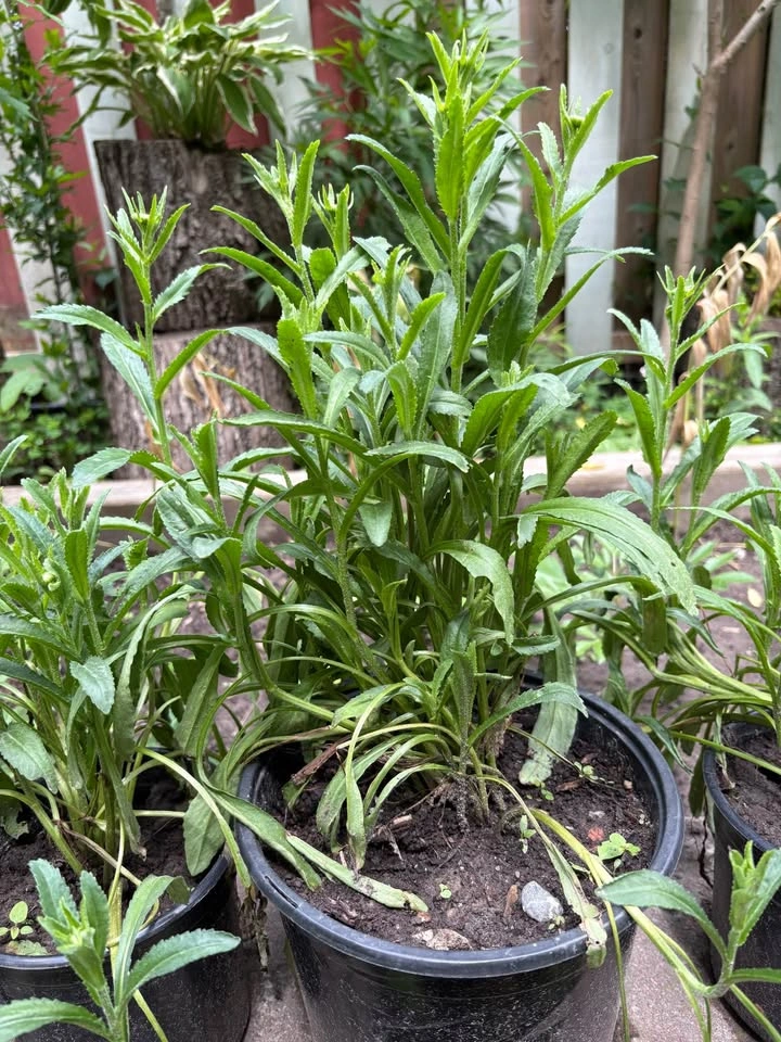 Shasta daisy plants for sale - photo 2