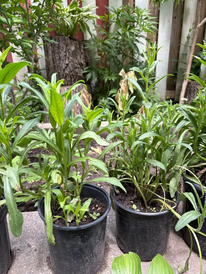 Shasta daisy plants for sale - photo 3