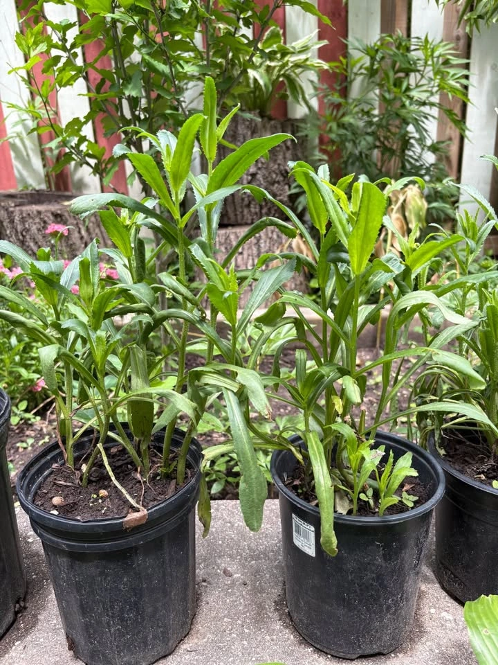 Shasta daisy plants for sale - photo 4