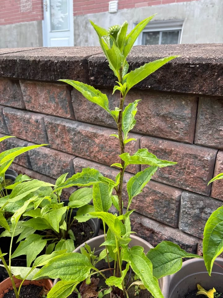 Purple coneflower plants for sale