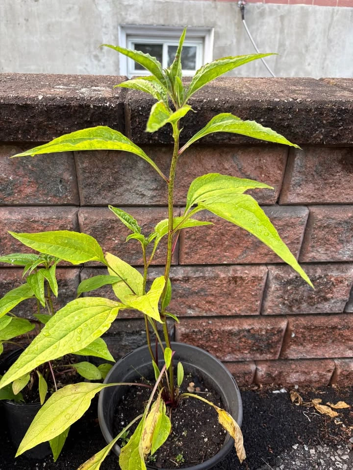 Purple coneflower plants for sale - photo 2