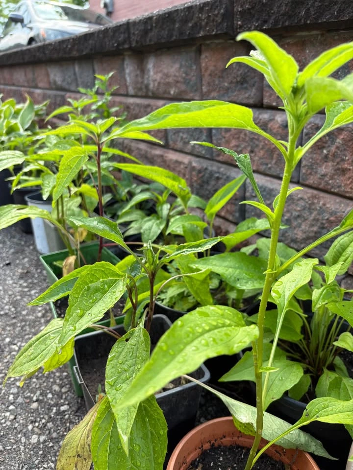 Purple coneflower plants for sale - photo 3