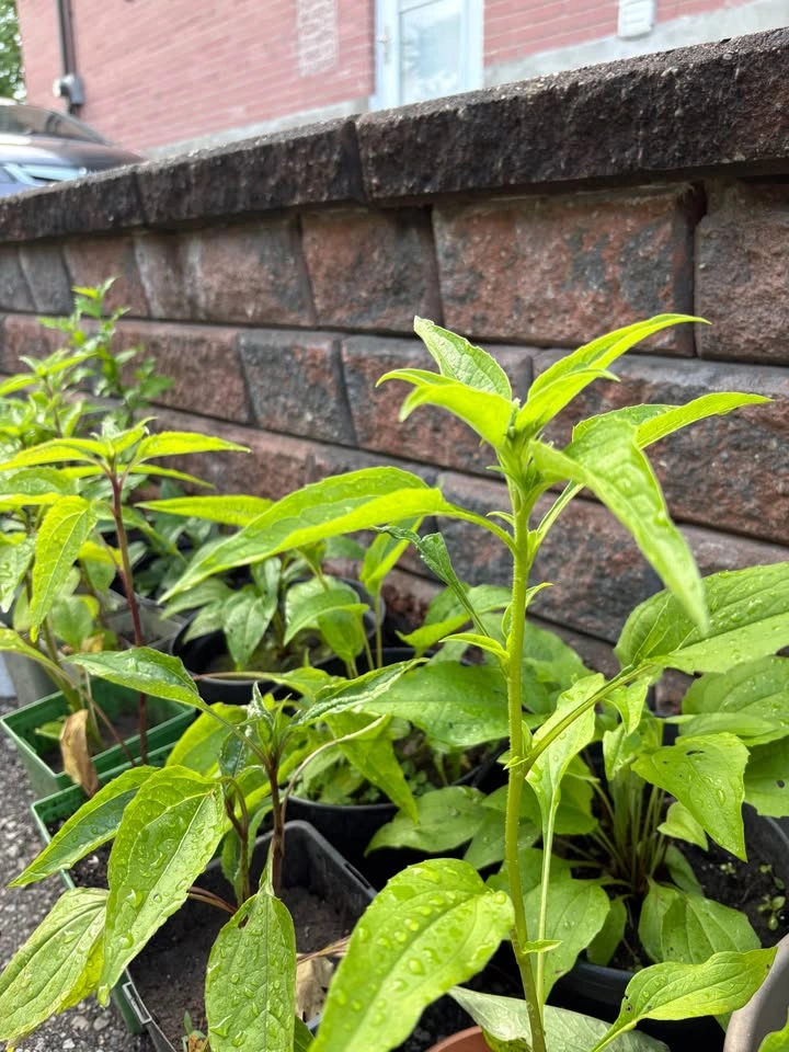 Purple coneflower plants for sale - photo 4