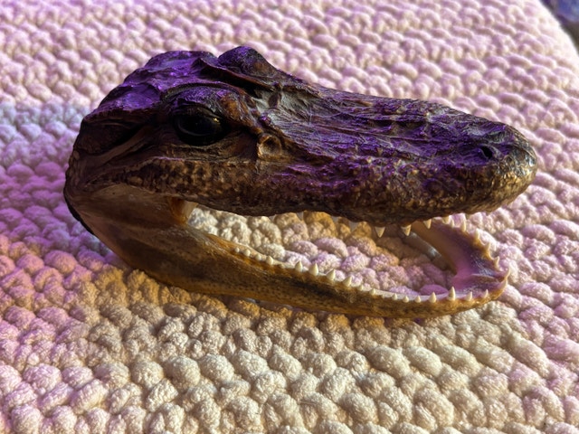 Preserved Baby Alligator Head Taxidermy