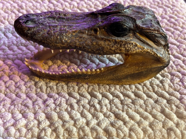 Preserved Baby Alligator Head Taxidermy - photo 3