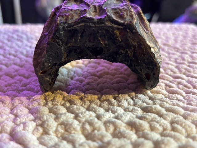 Preserved Baby Alligator Head Taxidermy - photo 4
