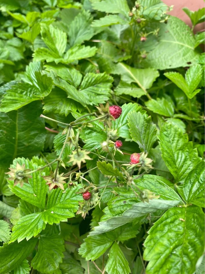 Woodland Strawberry Plants