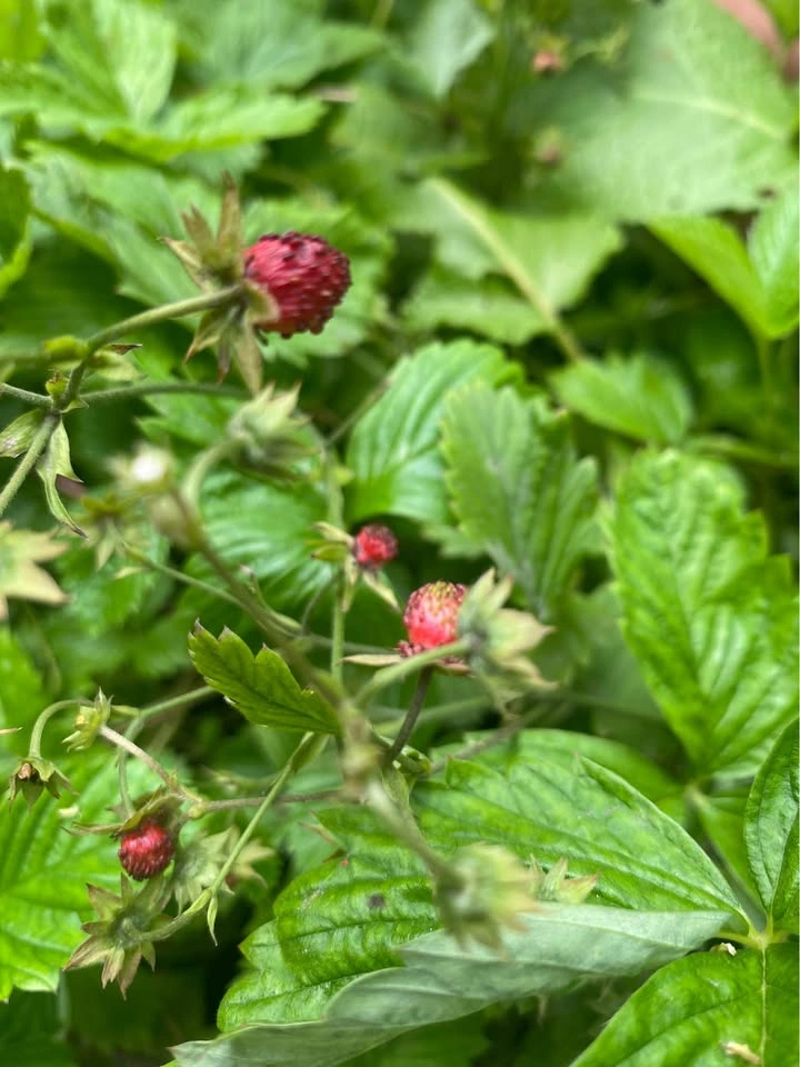 Woodland Strawberry Plants - photo 2