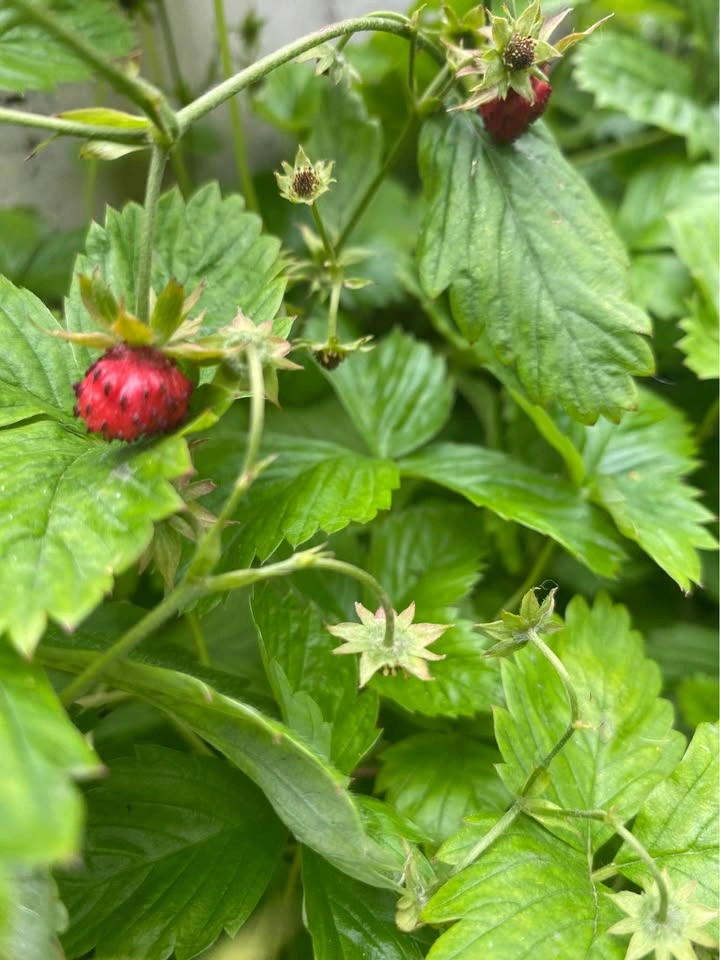 Woodland Strawberry Plants - photo 3