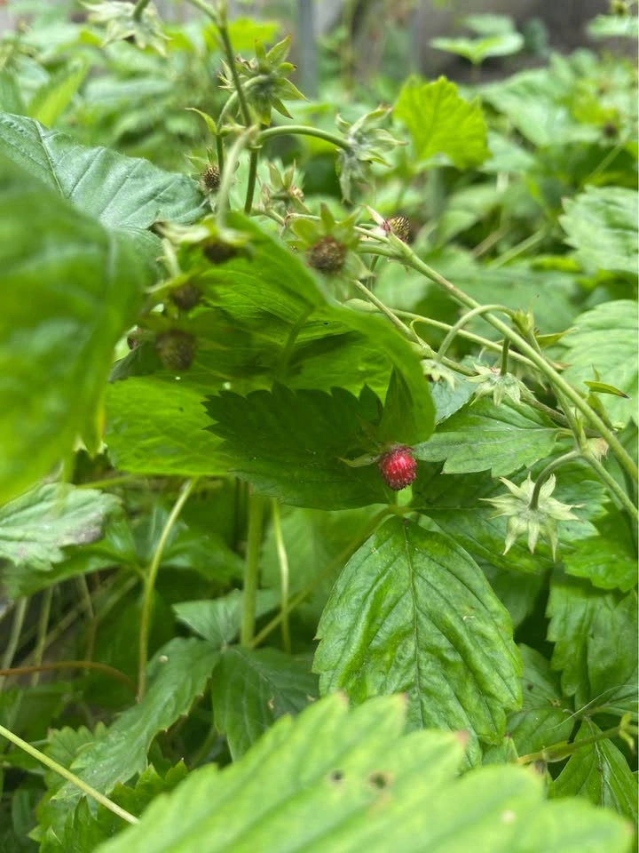 Woodland Strawberry Plants - photo 4
