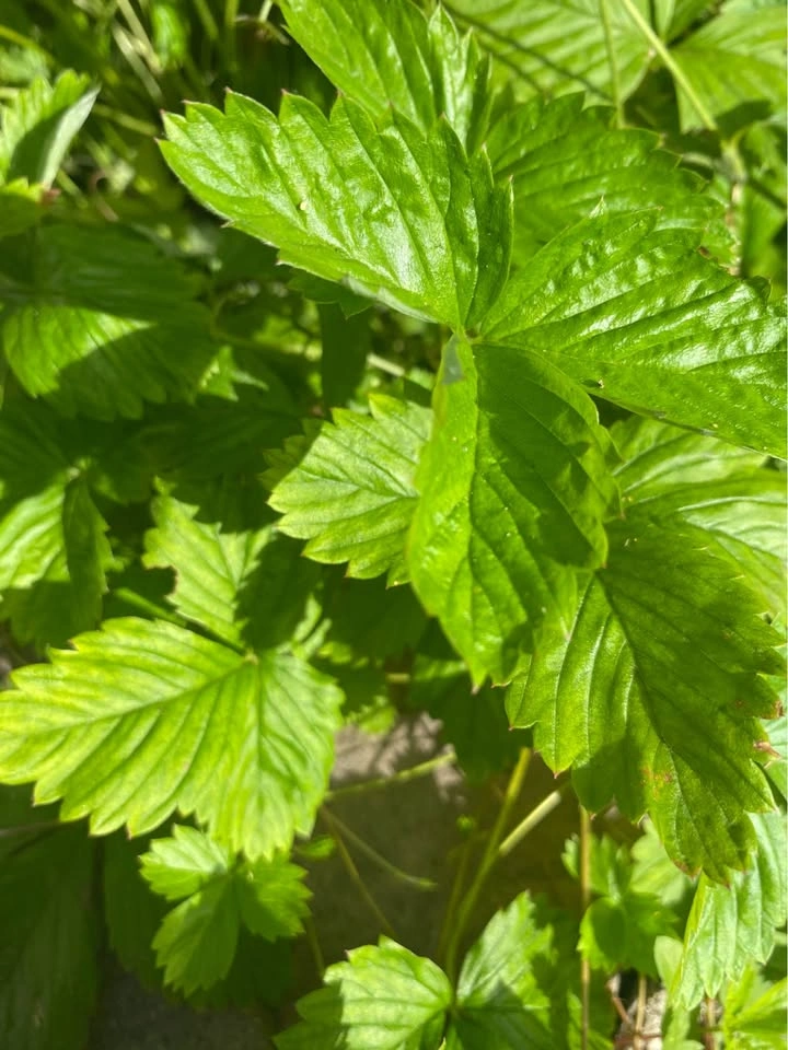 Woodland Strawberry Plants - photo 5