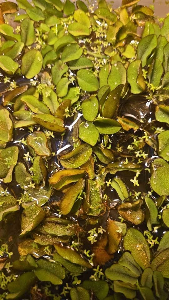 Salvinia Minima Floating Aquarium Plant