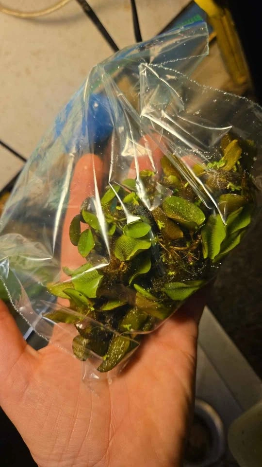 Salvinia Minima Floating Aquarium Plant - photo 2