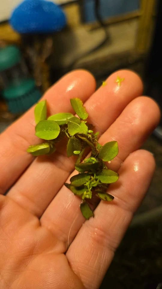 Salvinia Minima Floating Aquarium Plant - photo 3