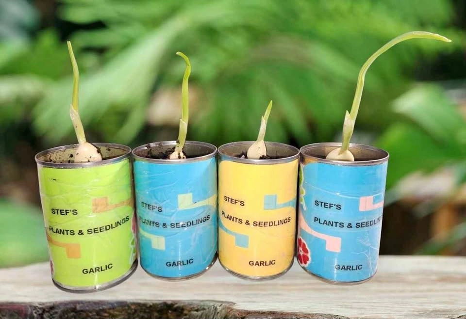Garlic Plant Starter