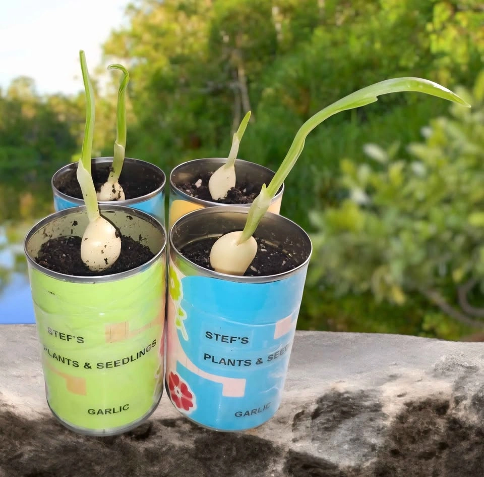 Garlic Plant Starter - photo 2