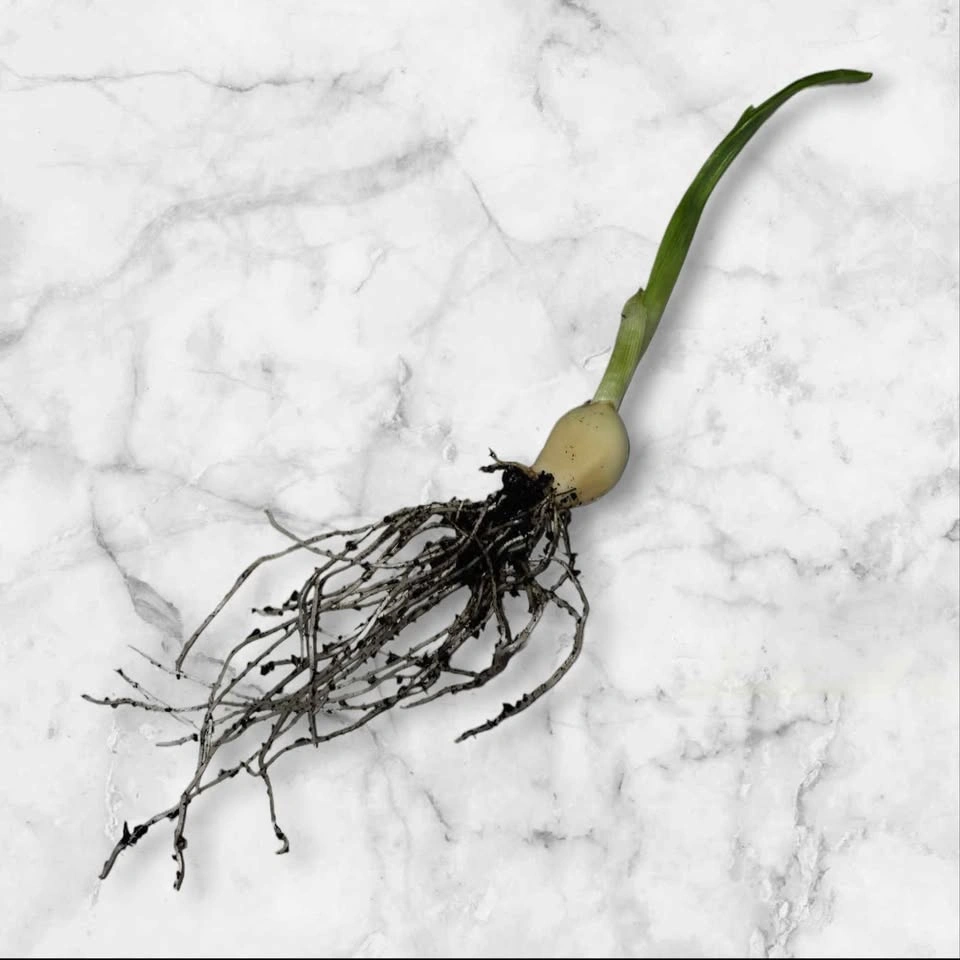 Garlic Plant Starter - photo 3