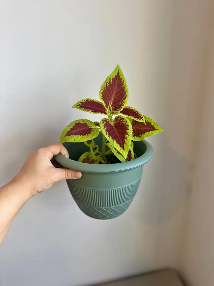 🌿 Coleus Plants – 50% OFF 🌿 thumbnail